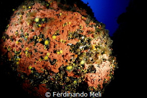 Mediterranean Sealife by Ferdinando Meli 